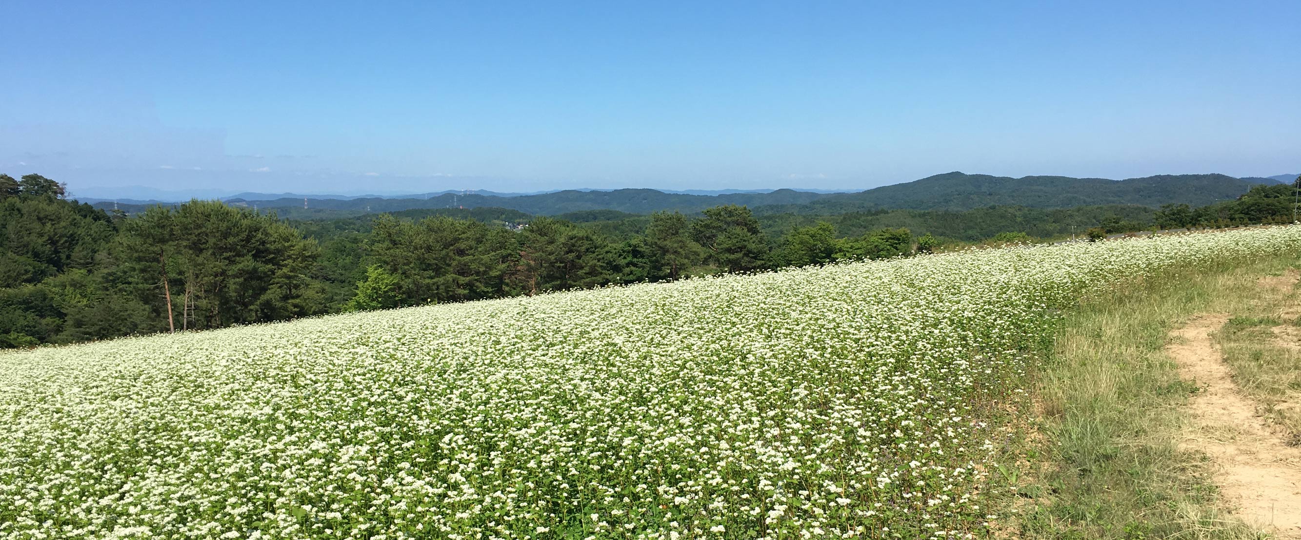 きび農場